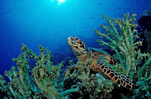 Hawksbill turtle eats soft corals, Eretmochelys imbricata, Egypt, Zabargad, Zabarghad, Red Sea,