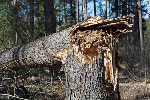 Fallen tree due to storm damage