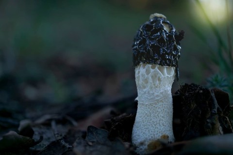 Close-up of a Phallus impudicus mushroom growing in a sunlit forest meadow