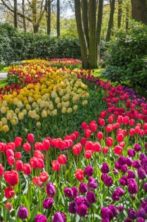 Spring tulip bulb field in garden at Lisse near Amsterdam Holland Netherlands