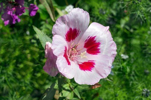 Godetia (Clarkia amoena), Allgäu, Bavaria, Germany, Europe