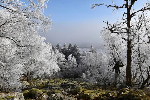 View from the summit ridge of the Mörschieder Burr in the Hunsrück-Hochwald National Park with