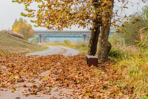 A suitcase sits beside a leaf-covered path under a tree in autumn, in Daejeon, South Korea, Asia