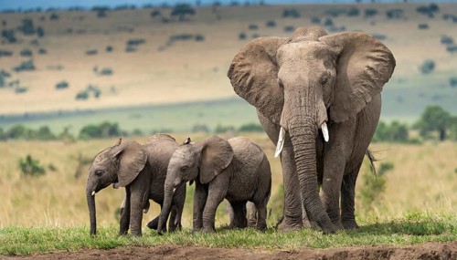 KI generated, animal, animals, mammal, mammals, biotope, habitat, three, foraging, wildlife,