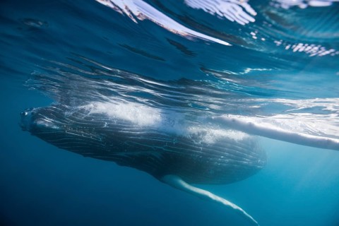 Humpback whale, Megaptera novaeangliae, Socorro, Revillagigedo Islands, Mexico, Central America