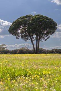 Majestic stone pine (Pinus pinea), in a meadow of flowers with mountains in the background and a