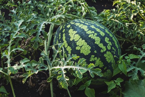 Watermelon on vine, watermelon growing in the garden closeup