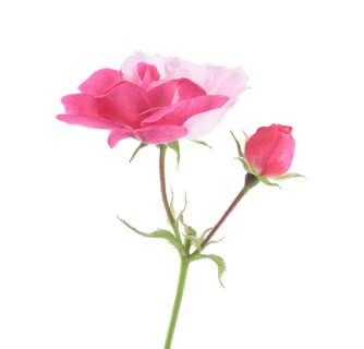 Half pink half white Damask Rose bi-color sporting flower and a bud on a green stem. Isolated on
