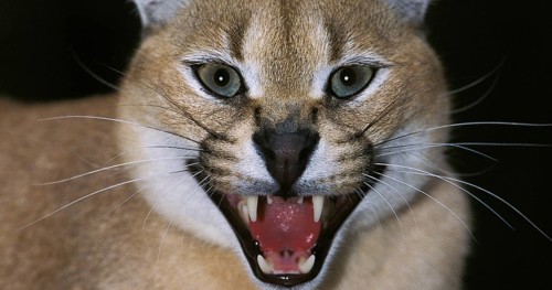 Caracal (caracal caracal), Adult snarling