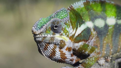 Close-up portrait of curious chameleon looks at into camera on sunny day. Panther chameleon