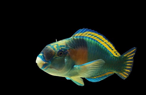 PARROT FISH (scarus) sordidus