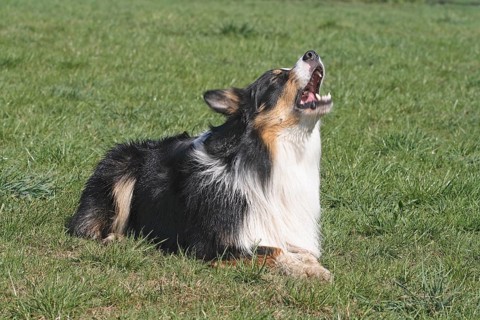 Australian Shepherd lying in the meadow and barking