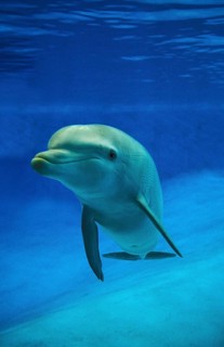 Bottlenose Dolphin (tursiops truncatus)