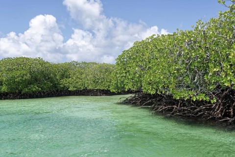 Mangroves, turquoise blue water, blue sky with white clouds, UNESCO World Heritage Site, Aldabra