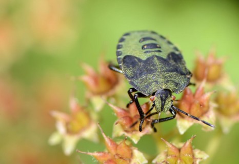 Green shield bug on a flower