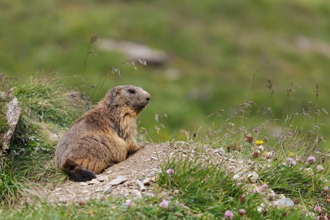 Marmot (Marmota marmota) sitting in front of his burrow, Zillertal, Tyrolean Unterland, Tyrol,