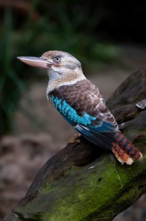 Blue-winged kookaburra (Dacelo leachii), Laughing Hans, Queensland, Australia, Oceania
