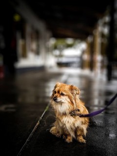 A cold and wet lonely puppy dog is tied up outside a cafe in Inverloch, Victoria, Australia,