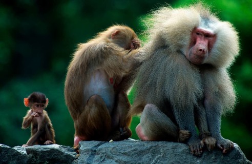 Hamadryas baboons (Papio hamadryas), pair and young, female grooms male