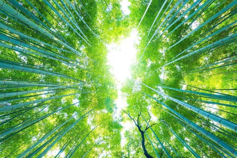 Low angle radial view looking directly up of tall green bamboo trees at Arashiyama Bamboo Grove