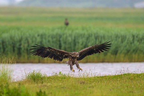 A white-tailed eagle (Haliaeetus albicilla) majestically spreads its wings over a meadow near a