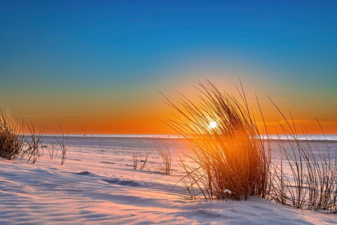 Marram grass at sunset on the beach of Juist, East Frisian Islands, Germany, Europe