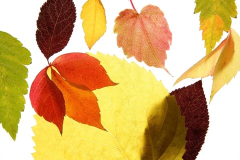 Autumn, fall leaves decorative still at studio white background, using the transparency
