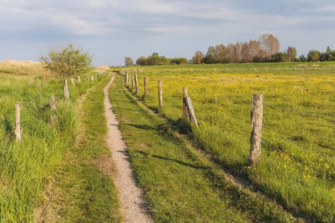 Hiking trail alongside spring meadow with flowering buttercups and dunes near Behrensdorf on the