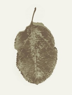 A single brown leaf with textured details, depicted in sepia tone, isolated on a simple background