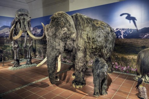 Woolly mammoth (Mammuts primigenius), exhibition Eiszeit Safari Allgäu in the Marstall, Kempten,