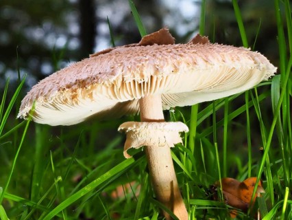 Mushroom Parasol mushroom (Macrolepiota procera), blurred background, North Rhine-Westphalia,