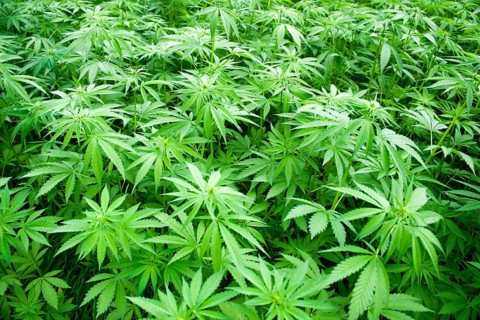 Commercial hemp plant cultivation