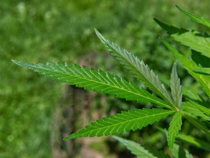 Hemp (cannabis) single leaf