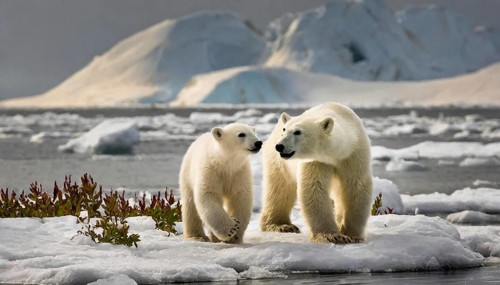 AI generated, animal, animals, mammal, mammals, biotope, habitat, two, female and one young,