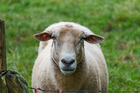 A sheep stands near a fence and looks directly into the camera on a green meadow, borken,