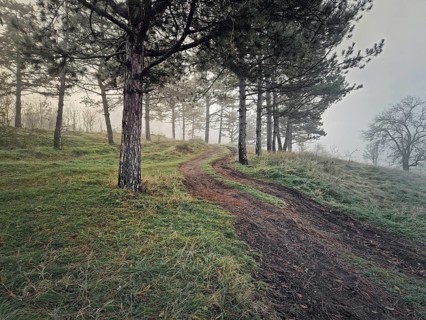 Winding dirt path uphill through a forested area with tall pine trees. Misty scene, tranquil