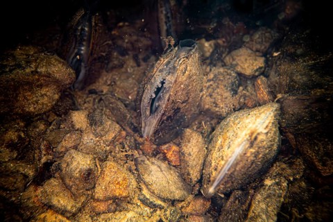 Freshwater pearl mussel (Margaritifera margaritifera), underwater photo in stream, lying in the