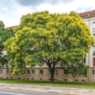 Goldenrain tree (Koelreuteria paniculata), Cambridge Botanical Garden, Germany, Europe