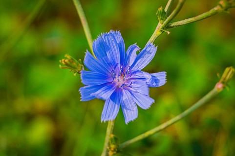 Purple flower of the cornflower (Centaurea cyanus) in sunlight against a blurred green background,