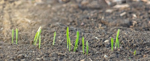 Young sprouting shoots of barley growing in the soil in the field of agriculture