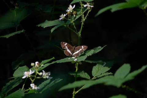 White admiral (Limenitis camilla), sitting on a leaf on a forest path, Lower Saxony, Germany,