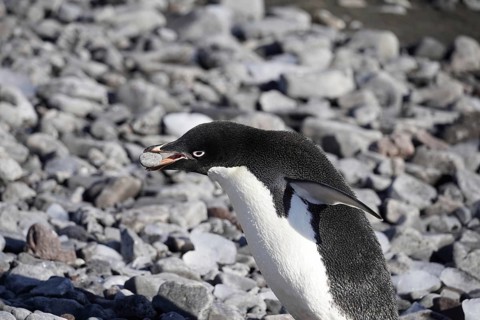 Adeli Penguins, Paulet Island, Antarctica