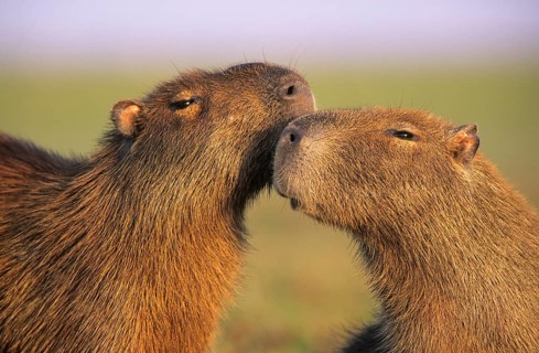Capybara (Hydrochaeris hydrochaeris) Pantanal Brazil