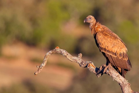 Griffon Vulture, Eurasian Griffon Vulture, Griffon Vulture, Eurasian Griffon, (Gyps fulvu), Vautour