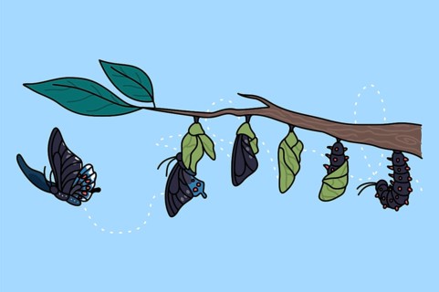 Stages of growth and transformation of butterfly on tree branch. Life cycle and metamorphosis of