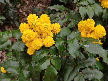 Flowering oregon-grape (Mahonia aquifolium), Germany, Europe