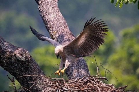 American harpy eagle (Harpia harpyja) Young bird in nest, doing flight exercises, Carajas National