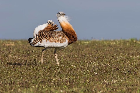 Great bustard (Otis tarda) m, Spain, Europe