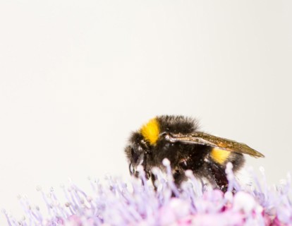 Macro of a bumblebee on a hydrangea flower