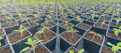 Sprouted Tomato. Potted Tomato Seedlings Green Leaves